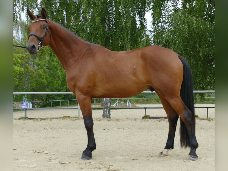 Trakehner Gelding 4 years 16 hh Brown in Oggelshausen