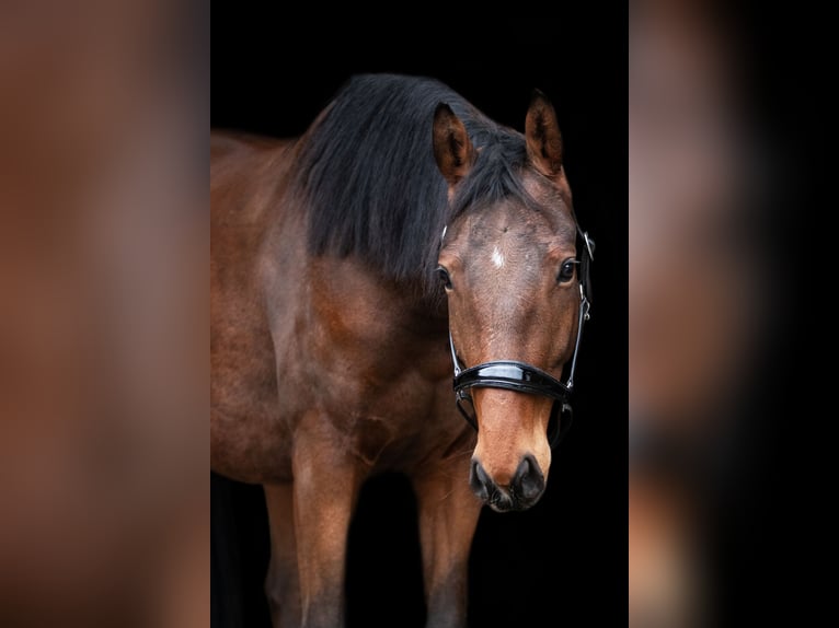 Trakehner Gelding 4 years 16 hh in Niesky