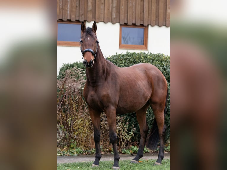 Trakehner Gelding 4 years 16 hh in Niesky