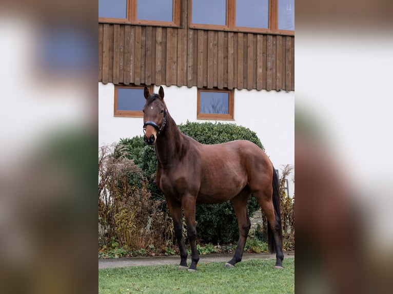 Trakehner Gelding 4 years 16 hh in Niesky