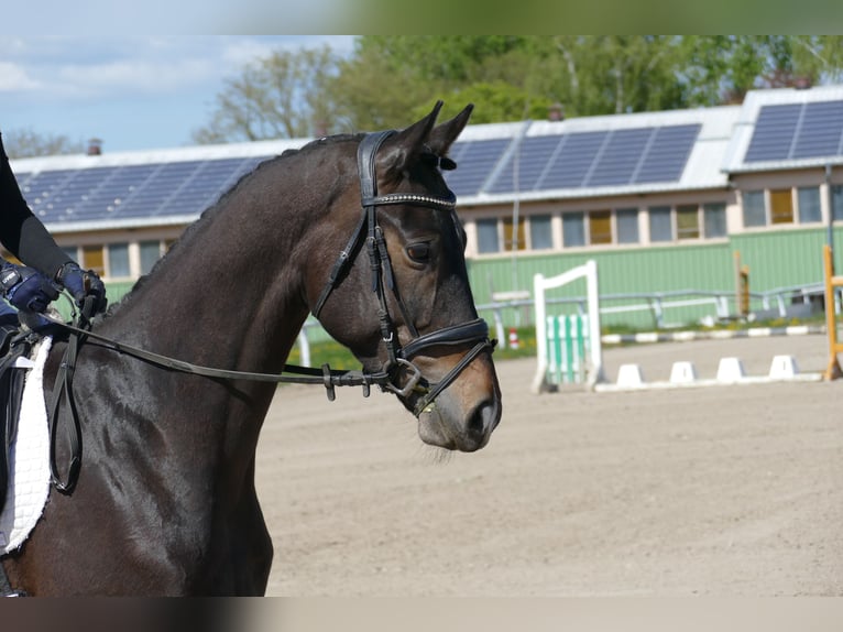 Trakehner Gelding 4 years 16 hh Smoky-Black in Ganschow