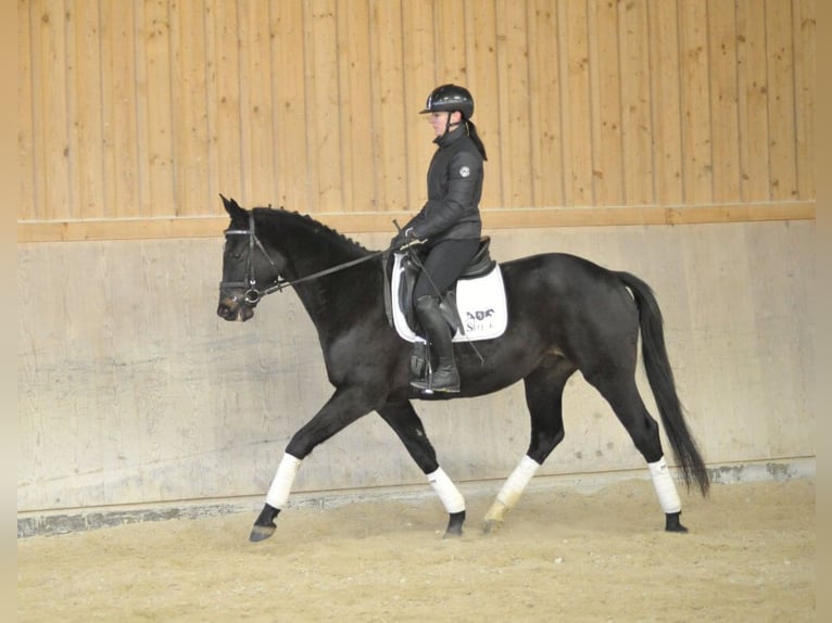 Trakehner Gelding 4 years 16 hh Smoky-Black in Wellheim