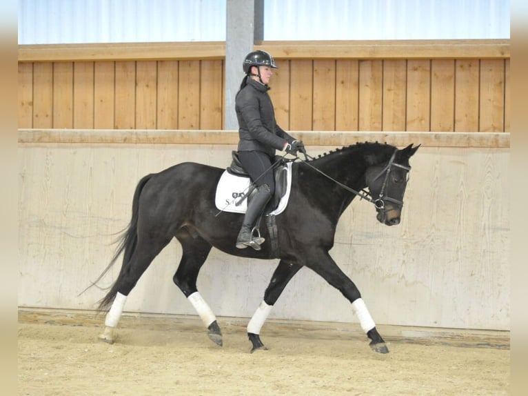 Trakehner Gelding 4 years 16 hh Smoky-Black in Wellheim