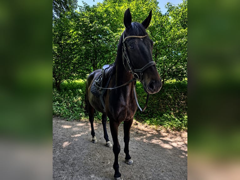 Trakehner Gelding 4 years 16 hh Smoky-Black in Riedering