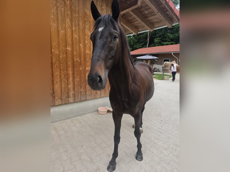 Trakehner Gelding 4 years 16 hh Smoky-Black in Riedering