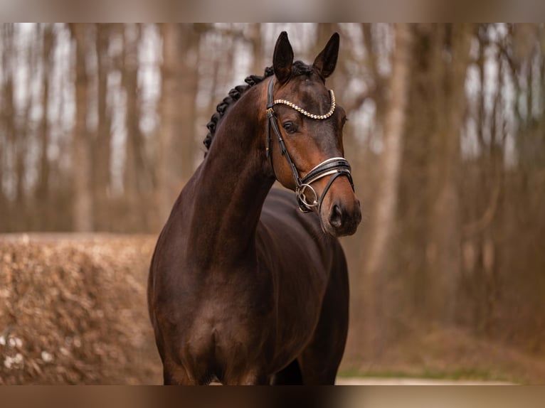 Trakehner Gelding 4 years 16,1 hh Bay-Dark in Wehringen