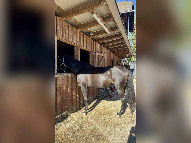 Trakehner Gelding 4 years 16,1 hh Bay-Dark in Stra&#xDF;burg