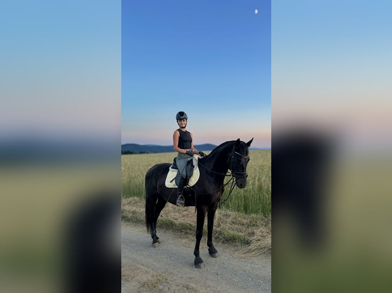 Trakehner Gelding 4 years 16,1 hh Bay-Dark in Stra&#xDF;burg