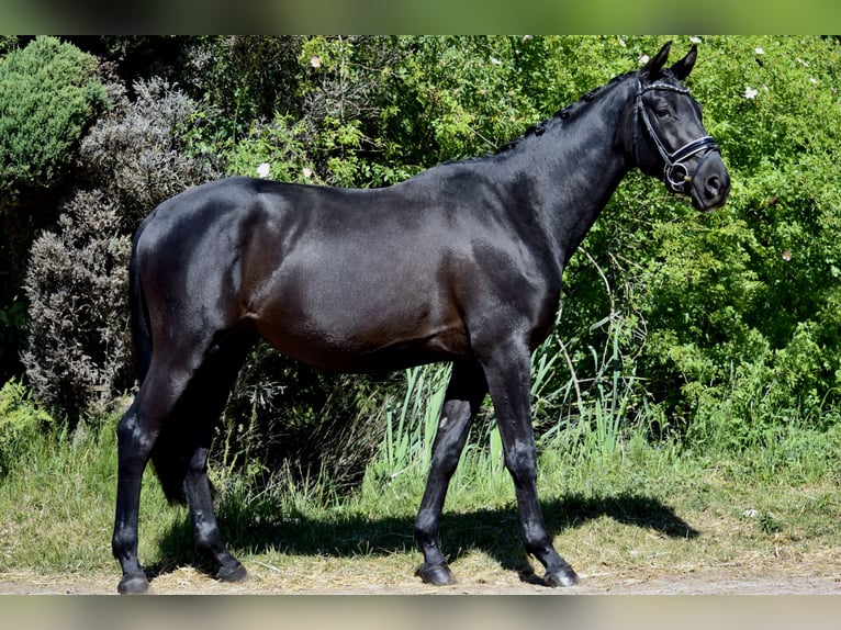 Trakehner Gelding 4 years 16,1 hh Black in Hohen Neuendorf