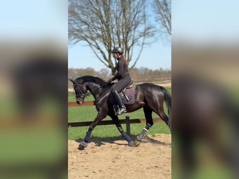 Trakehner Gelding 4 years 16,1 hh Black in Herzebrock-Clarholz