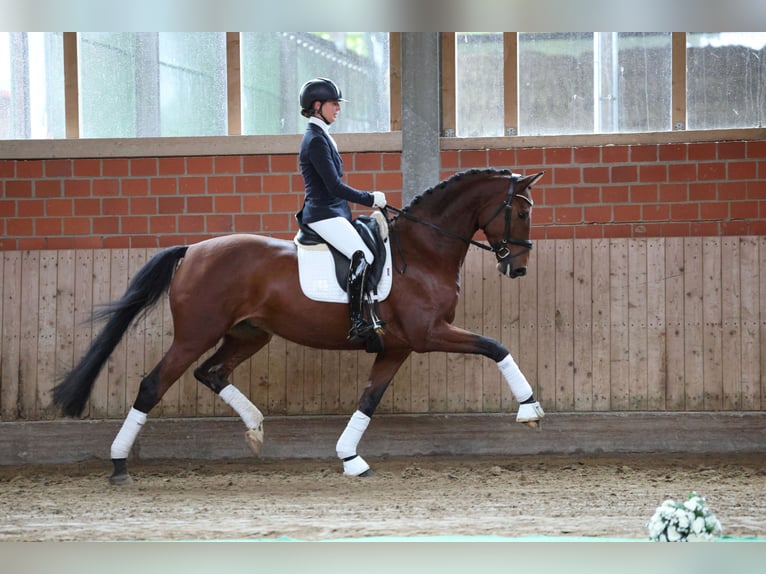 Trakehner Gelding 4 years 16,1 hh Brown in Geldern