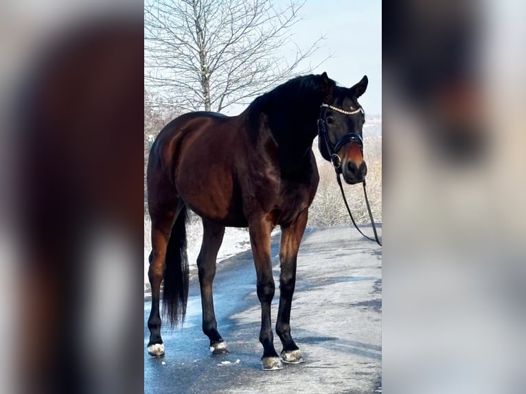 Trakehner Gelding 4 years 16,1 hh Brown in Ruppichteroth
