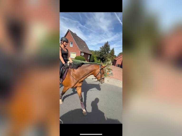 Trakehner Gelding 4 years 16,1 hh Brown in Friedeburg