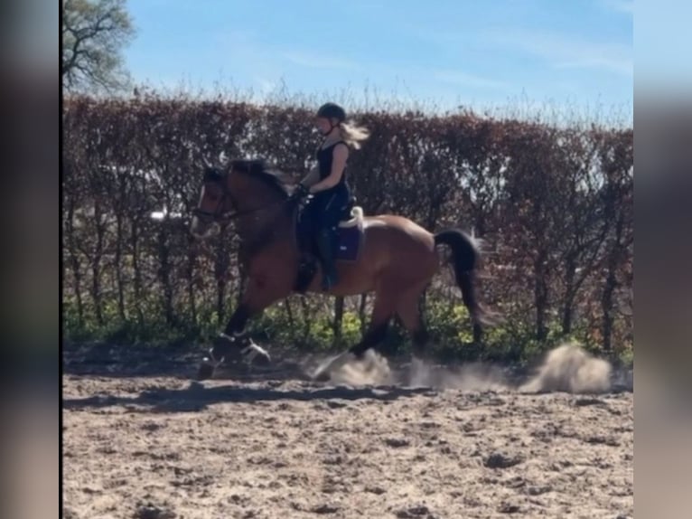 Trakehner Gelding 4 years 16,1 hh Brown in Friedeburg