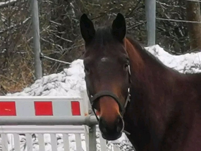 Trakehner Gelding 4 years 16,1 hh Brown in Kraichtal