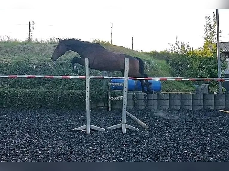 Trakehner Gelding 4 years 16,1 hh Brown in Kraichtal