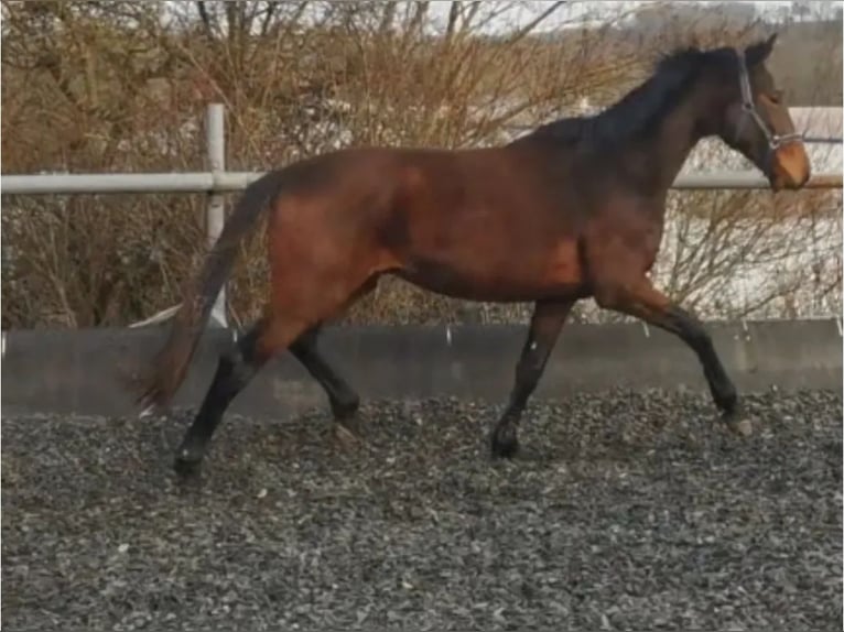 Trakehner Gelding 4 years 16,1 hh Brown in Kraichtal