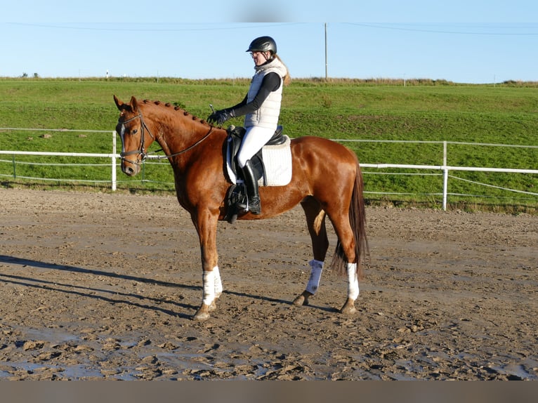 Trakehner Gelding 4 years 16,1 hh Chestnut-Red in Ganschow