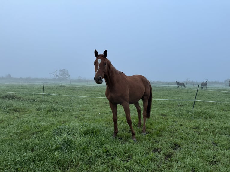 Trakehner Gelding 4 years 16,1 hh Chestnut-Red in Rohrbach