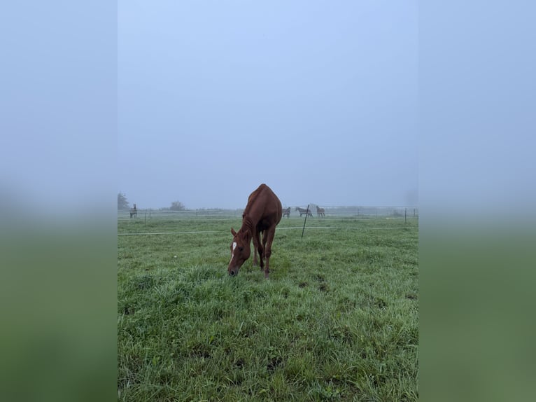 Trakehner Gelding 4 years 16,1 hh Chestnut-Red in Rohrbach