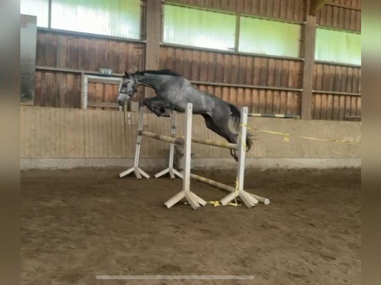 Trakehner Gelding 4 years 16,1 hh Gray in F&#xFC;rstenfeld