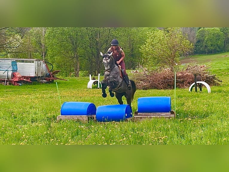 Trakehner Gelding 4 years 16,1 hh Gray in F&#xFC;rstenfeld