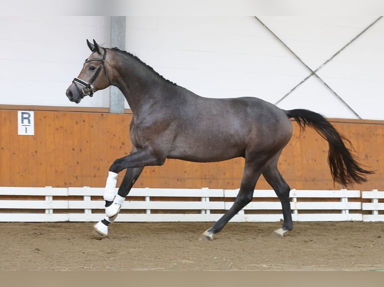 Trakehner Gelding 4 years 16,1 hh Grey in Suhlendorf