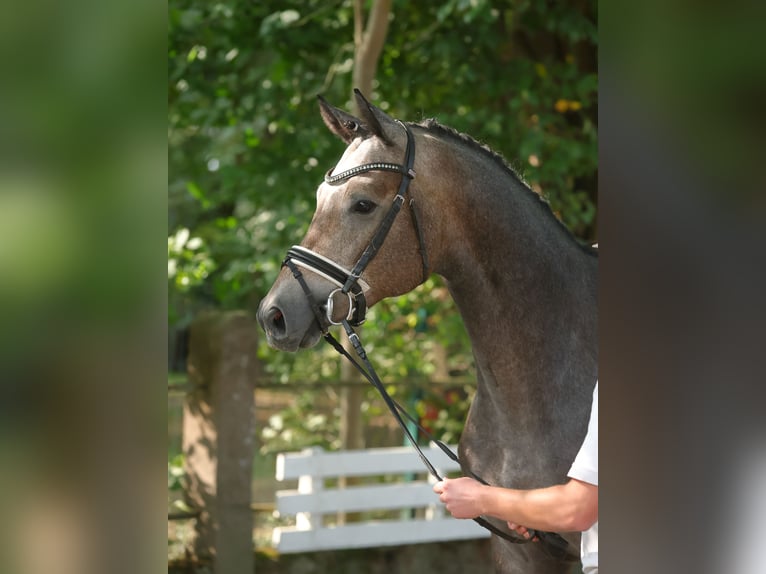 Trakehner Gelding 4 years 16,1 hh Grey in Suhlendorf