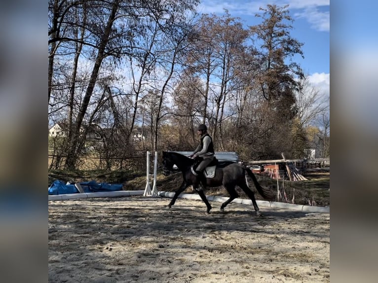 Trakehner Gelding 4 years 16,1 hh Grey in F&#xFC;rstenfeld