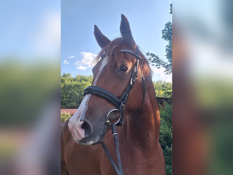 Trakehner Gelding 4 years 16,2 hh Chestnut-Red in Freiberg