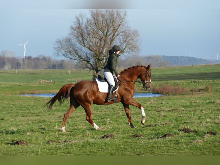 Trakehner Gelding 4 years 16,3 hh Chestnut in Ganschow