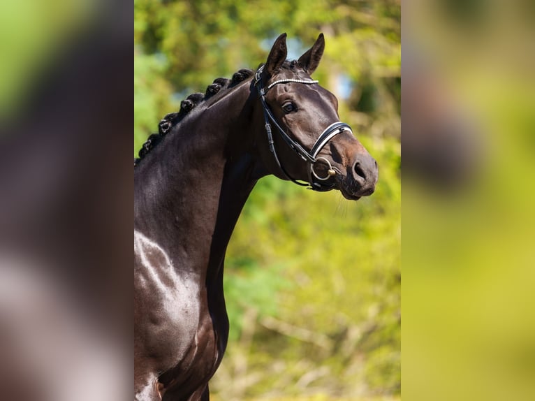 Trakehner Gelding 4 years 16,3 hh Smoky-Black in Dätgen