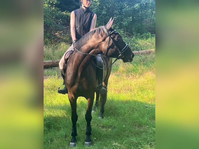 Trakehner Gelding 4 years 17 hh Black in Bomlitz