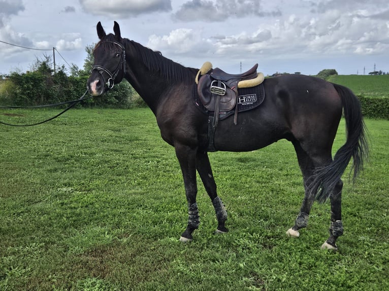 Trakehner Gelding 4 years 17 hh Black in Divino Amore