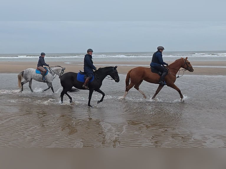 Trakehner Gelding 4 years 17 hh Chestnut-Red in Neunkirchen-Seelscheid