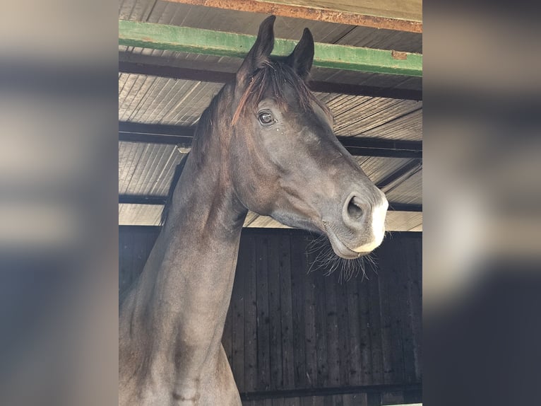 Trakehner Gelding 4 years 17 hh Smoky-Black in Divino Amore