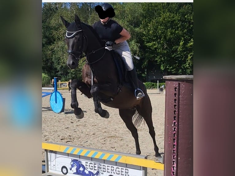 Trakehner Gelding 4 years 17 hh Smoky-Black in Adelsried