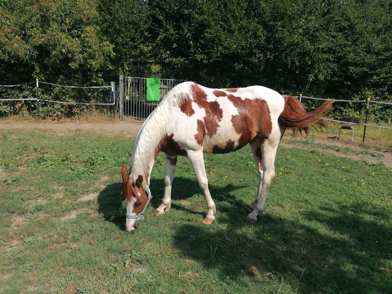 Trakehner Mix Gelding 4 years  in Titz