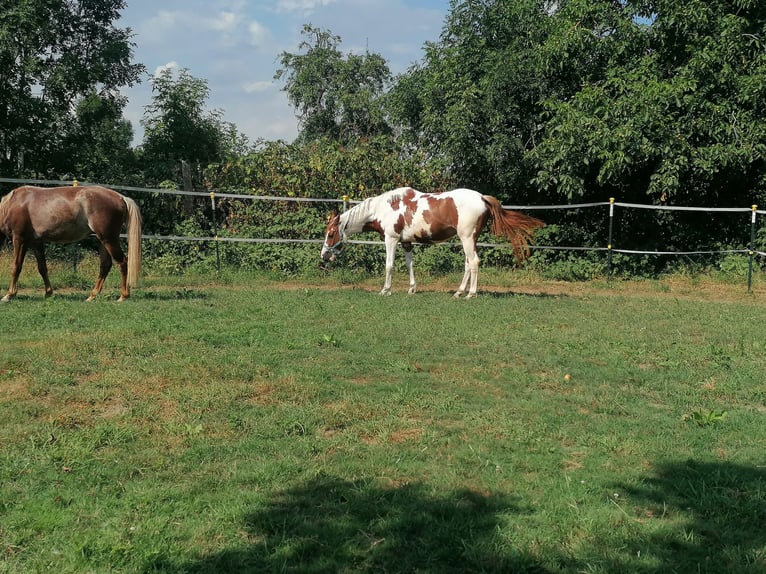 Trakehner Mix Gelding 4 years  in Titz