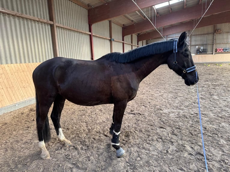 Trakehner Gelding 5 years 15.2 hh Bay-Dark in Hemmingen
