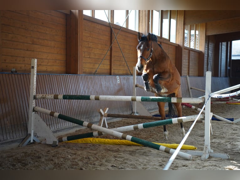 Trakehner Gelding 5 years 15.2 hh Brown in Wartenberg