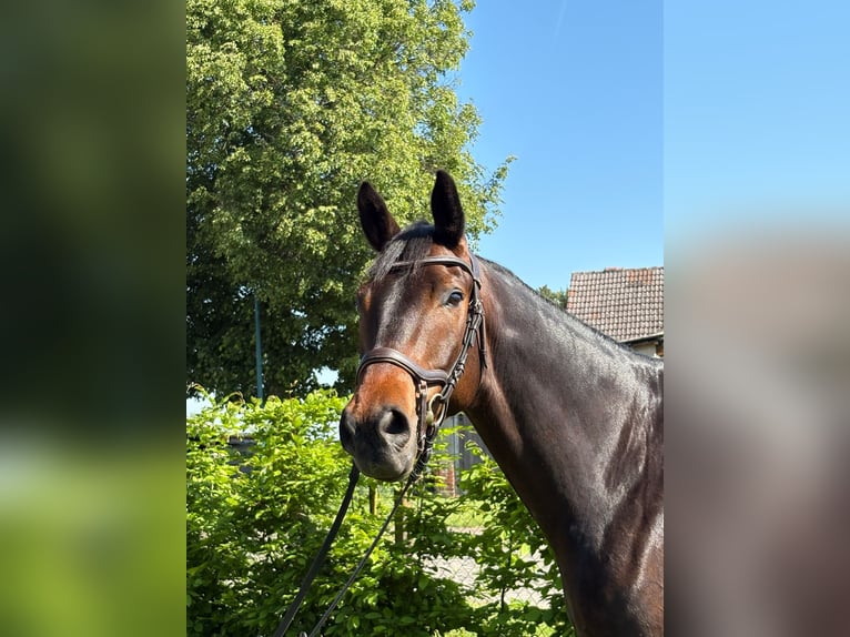 Trakehner Gelding 5 years 15.2 hh Smoky-Black in Aulosen