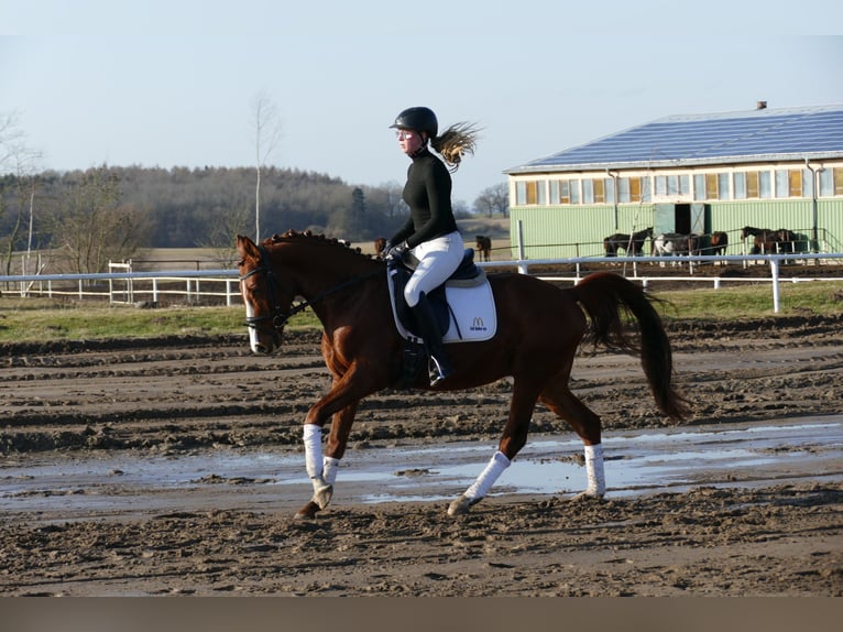 Trakehner Gelding 5 years 15,1 hh Chestnut-Red in Ganschow
