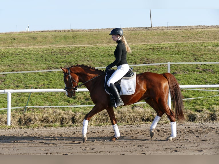 Trakehner Gelding 5 years 15,1 hh Chestnut-Red in Ganschow
