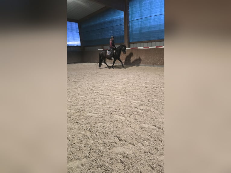 Trakehner Gelding 5 years 15,2 hh Bay-Dark in Sperenberg