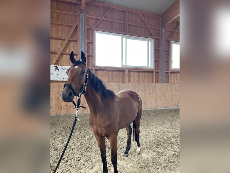 Trakehner Gelding 5 years 15,2 hh Bay-Dark in Bettwiesen