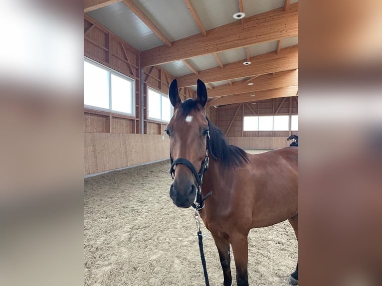 Trakehner Gelding 5 years 15,2 hh Bay-Dark in Bettwiesen