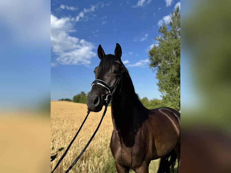 Trakehner Gelding 5 years 15,3 hh Black in R&#xF6;ttingen