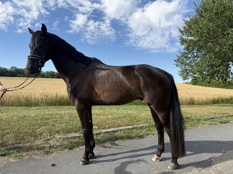 Trakehner Gelding 5 years 15,3 hh Black in R&#xF6;ttingen