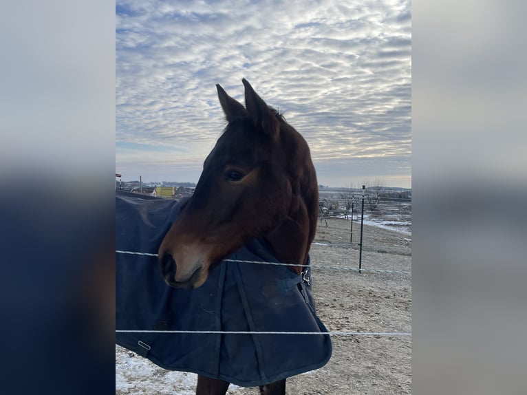 Trakehner Gelding 5 years 15,3 hh Brown in Horn